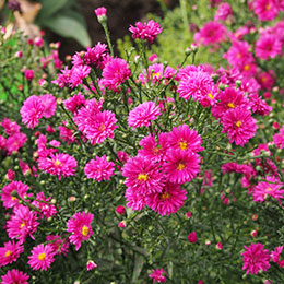 aster dumosus rubra